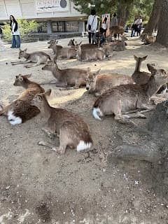 Days 8-11: Kyoto