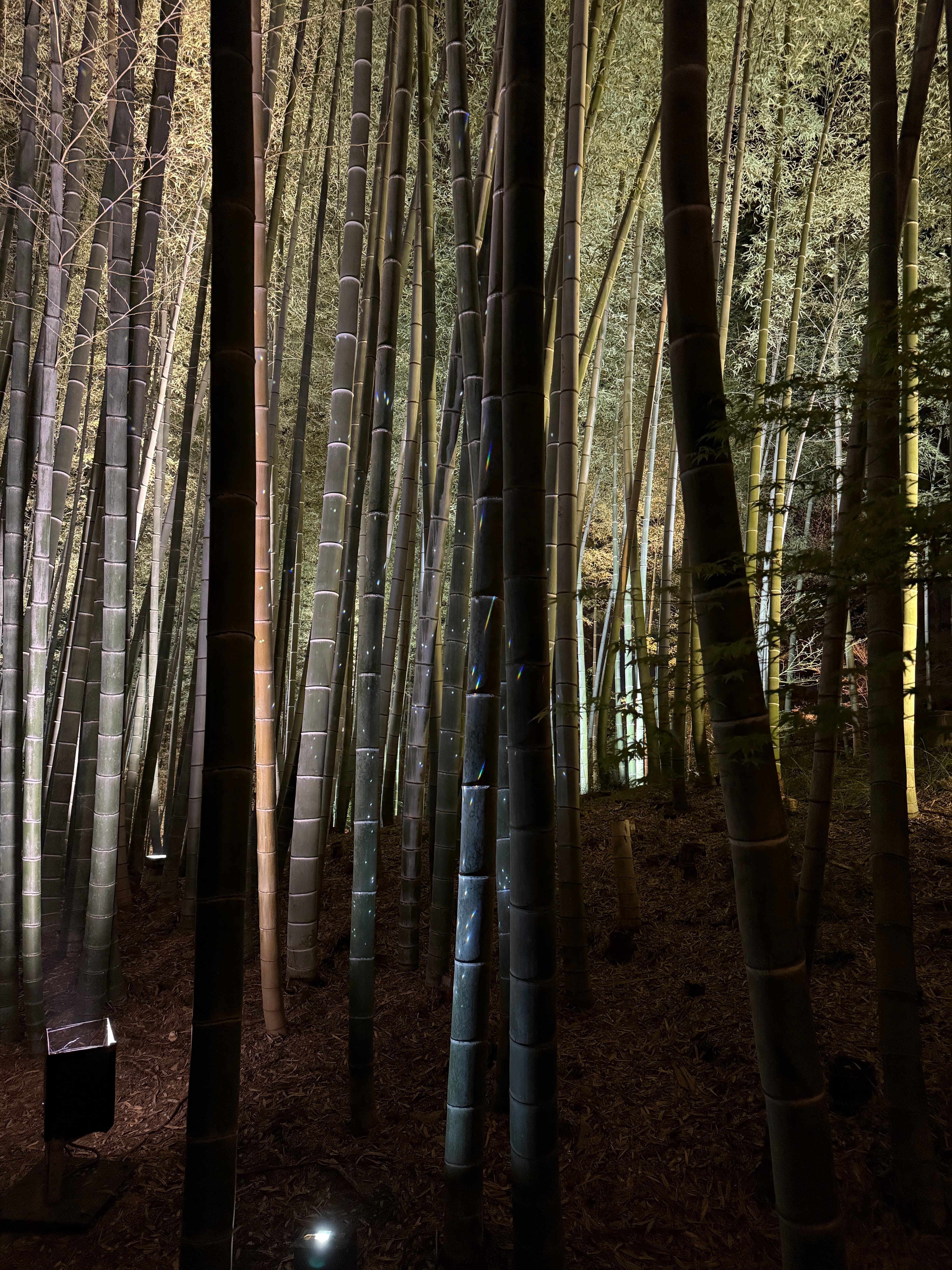 Days 8-11: Kyoto