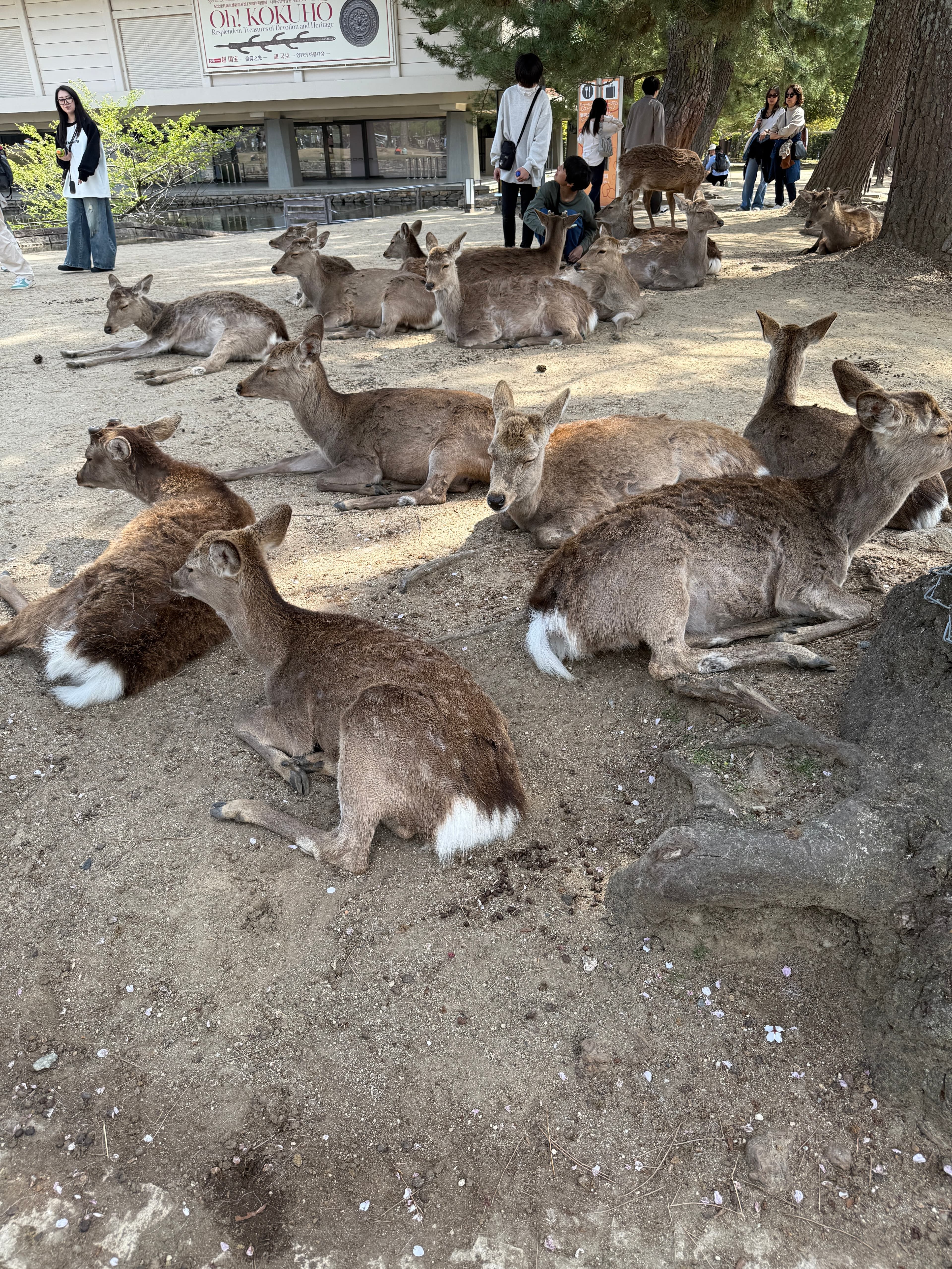 Days 8-11: Kyoto